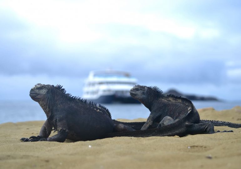 Galapagos Luxury Cruise - Cormorant Yacht - Marine Iguanas