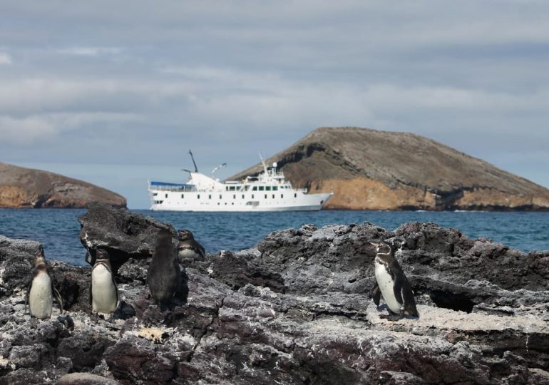 La Pinta Galápagos Cruise - Pinguins